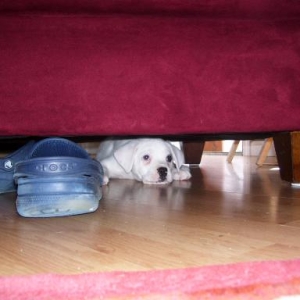 couch puppy