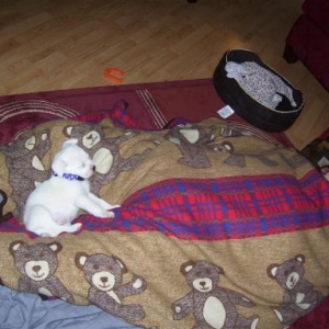 puppy and daddy