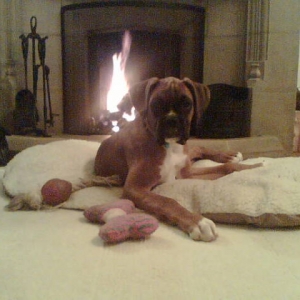 Louis by the fire