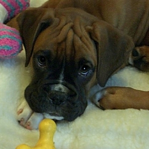 Louis as a pup