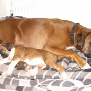 Louis and Leila