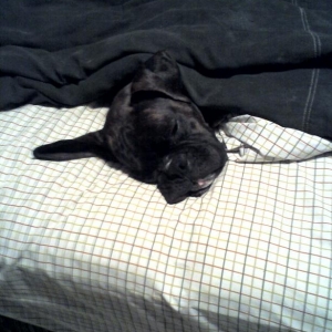 sleeping31