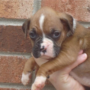 Bella at 4.5 weeks