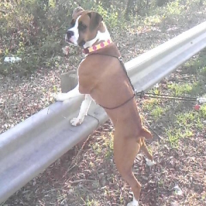 Daizy
