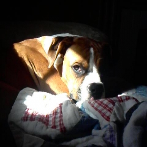 Daizy