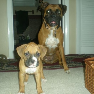 Bailey_and_Duchess