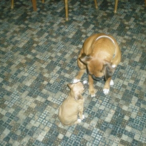bailey_and_duchess1