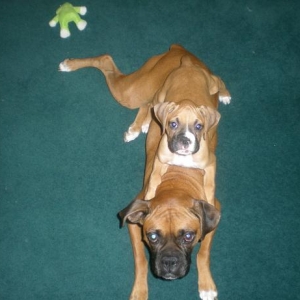 piggyback