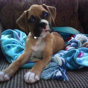 Bailey Curious to sleepy