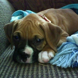 Curious Bailey getting sleepy