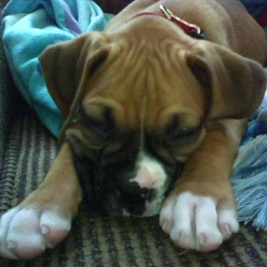Curious Bailey getting sleepy