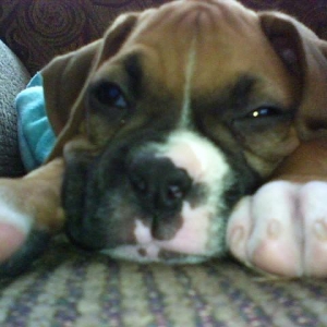 Curious Bailey getting sleepy
