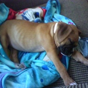Curious Bailey getting sleepy