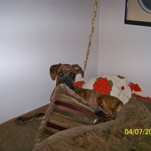 Bella's 'perch