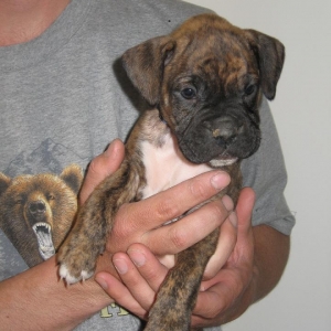Our pup Roman @ 6 weeks