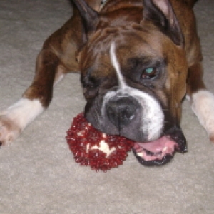 Tasha and her porcupine ball