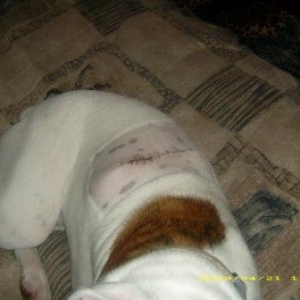 Ziggy's tumor removal