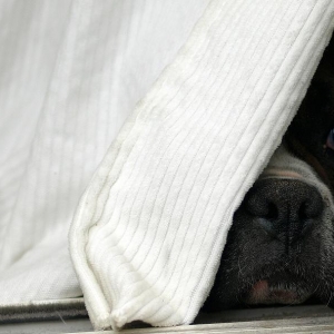 Peek A Boo