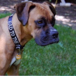 Maggie - Bad to the Bone