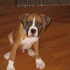Otis, the newest addition to our family