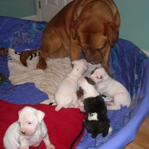 Pokey and puppies 3