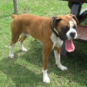 Oscar at the park