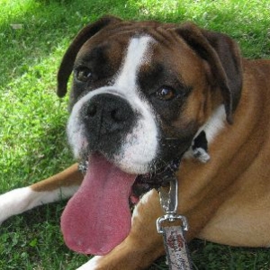 All tongue!