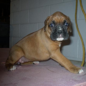 My new baby Suzee Que-now 13 weeks old