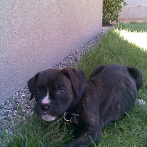 Jasper