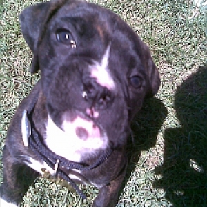 Jasper.... again...