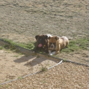 Rocky and Duke