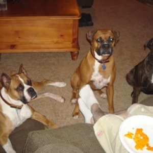 My three boxers