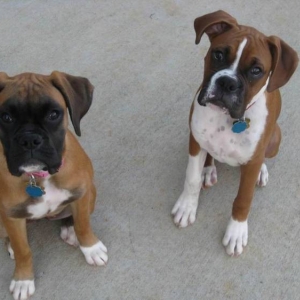 Millie and Ozzy