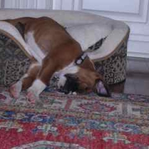 Baxter is Sleepy!!