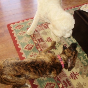 Baylee playing with Meeka