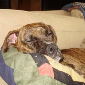 Baylee asleep - finally!