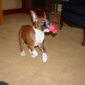 Crazy ball