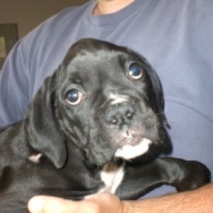 monty