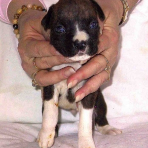 New Puppy?