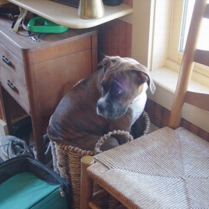 Shoe Basket