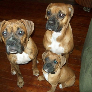 Diesel, Dexter, and their "sister" Lulu