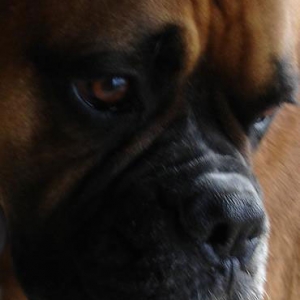 Tyson
