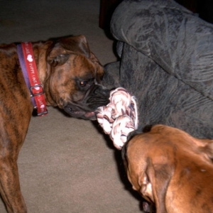 Tug o War