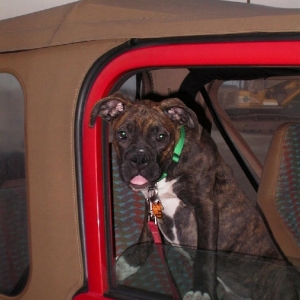 Duke in my Jeep :-)