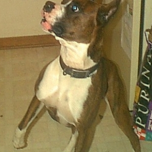 rock on the attack :)