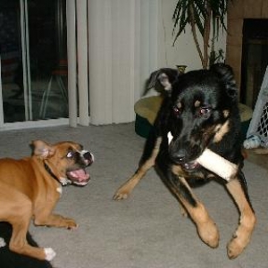 Action shot