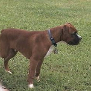 Samson