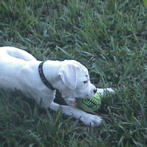 I can chew right through this football!