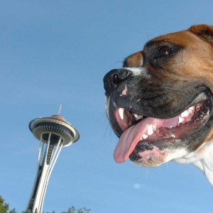 Paca at the Space Needle