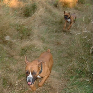 Speed Demons